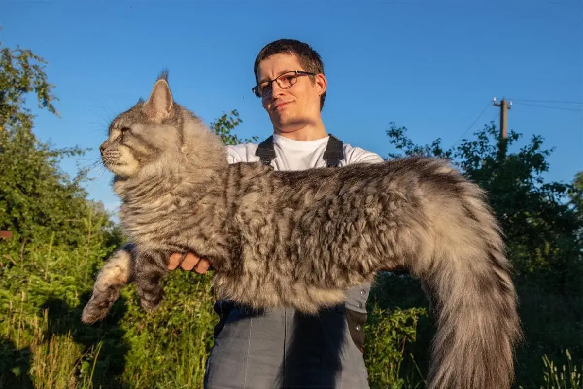 Mężczyzna trzyma ogromnego, puszystego kota rasy maine coon najwiekszy. Kot wygląda jak mały lew.