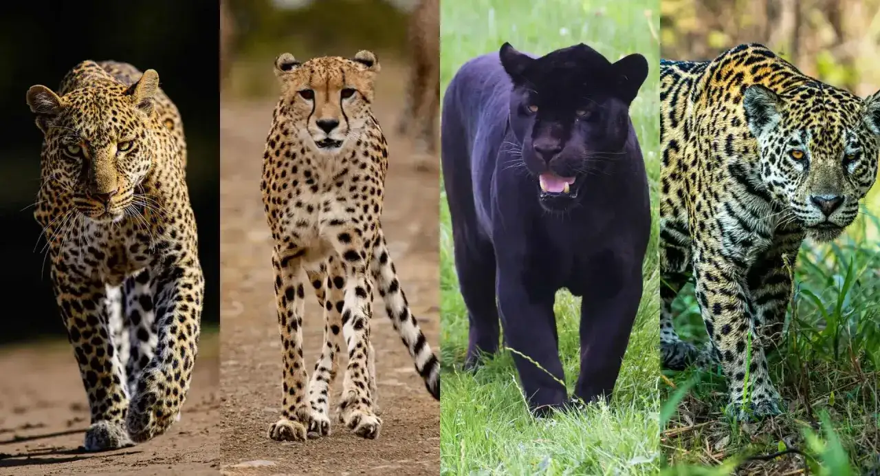 Cztery majestatyczne koty: pantera, gepard, czarna pantera i jaguar.