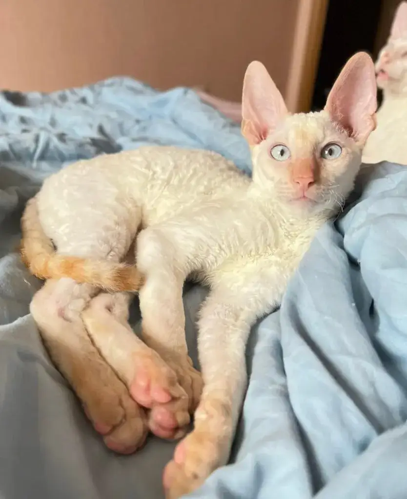 Zdjęcie Cornish Rex a Devon Rex: Kluczowe różnice, które musisz znać