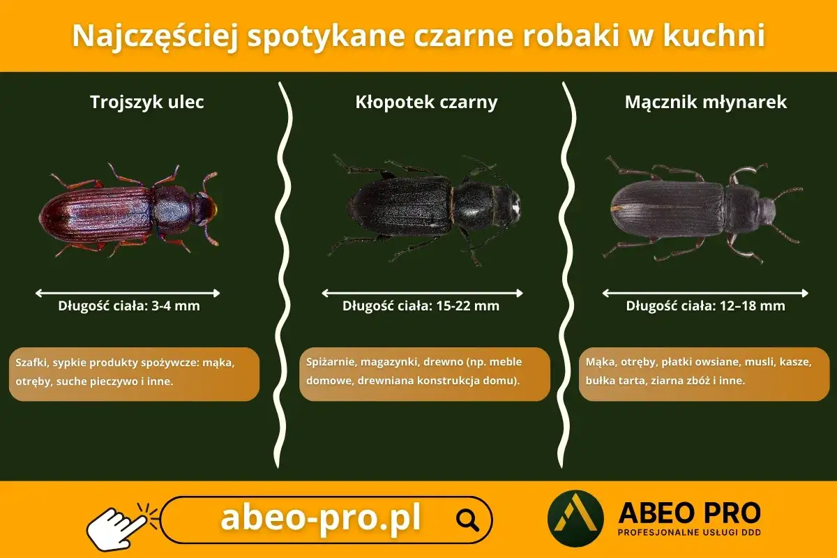 Trzy rodzaje czarnych robaków podobnych do kleszczy: trojszyk ulec, kłopotek czarny i mącznik młynarek, z opisami ich wyglądu i miejsc występowania.
