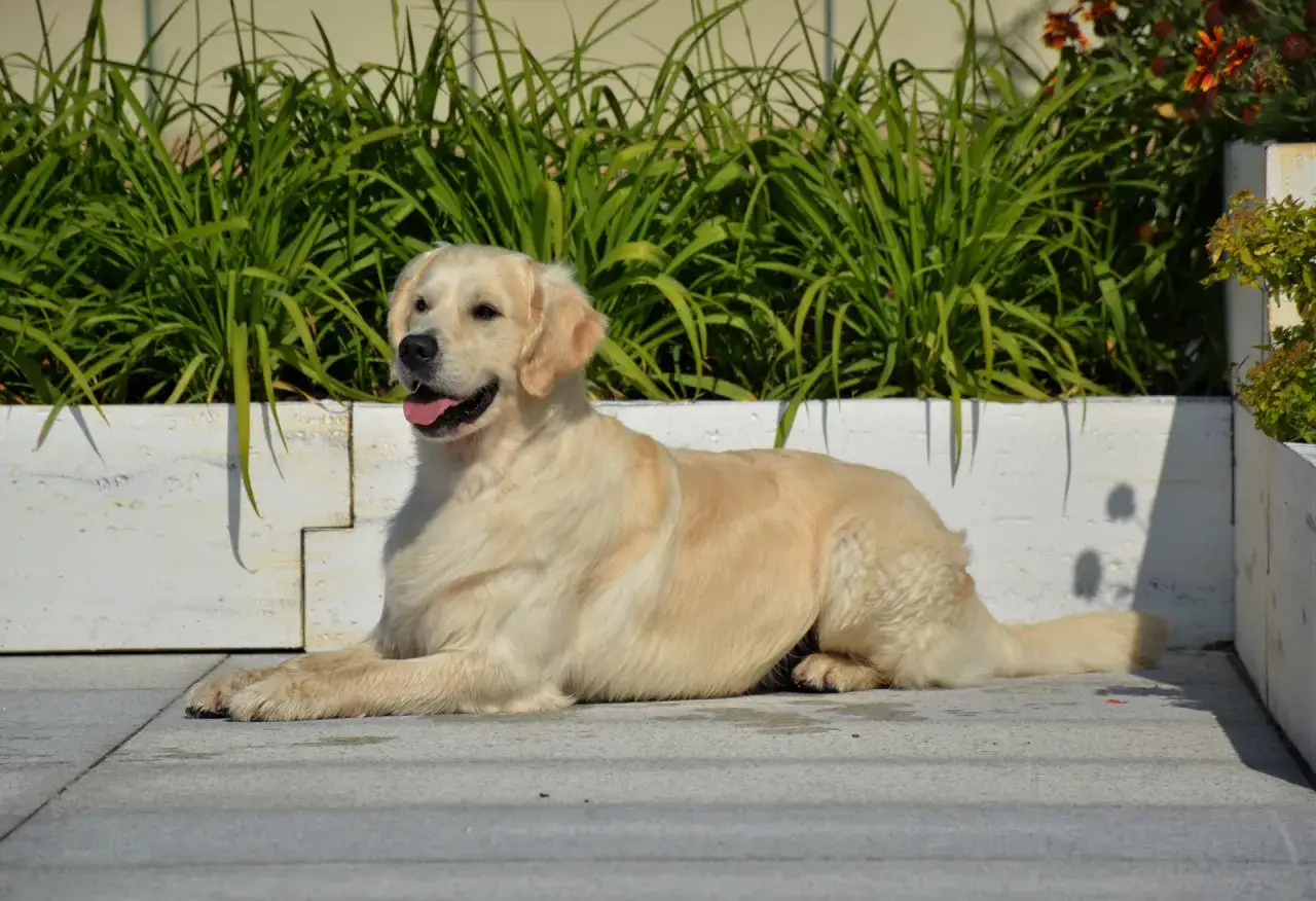 Piękny golden retriever leży na chodniku. Zastanawiasz się, ile kosztuje golden retriever?