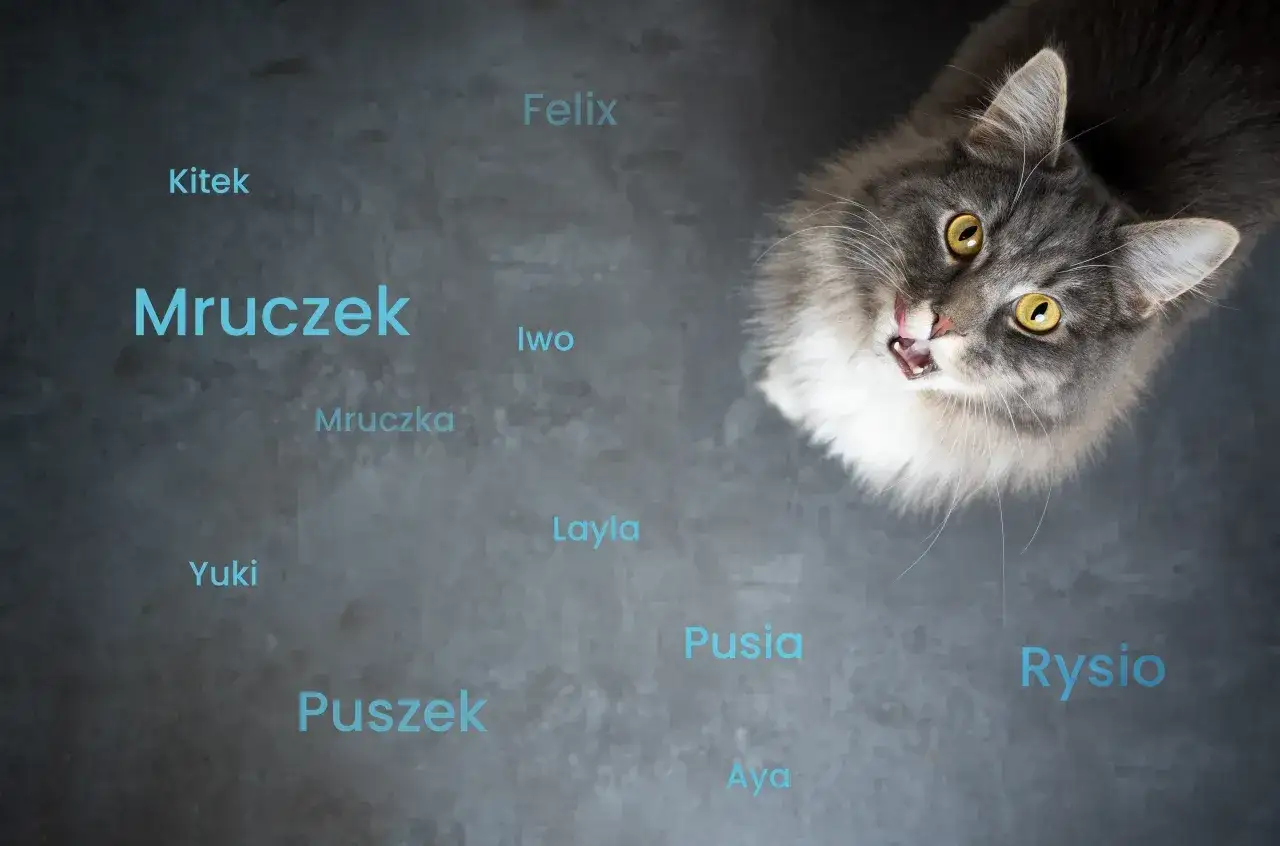 Szary kot patrzy w górę, a obok niego wyświetlają się fajne imiona dla kota: Mruczek, Felix, Pusia, Rysio i inne.