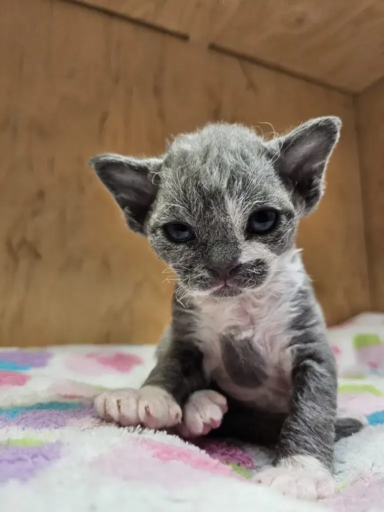 Zdjęcie Ile żyją koty Devon Rex? Odkryj tajemnice ich długowieczności
