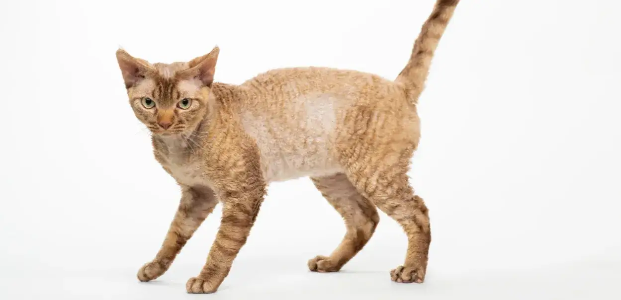 Zdjęcie Waga kotów rasy Devon Rex – co musisz wiedzieć o ich rozmiarze?