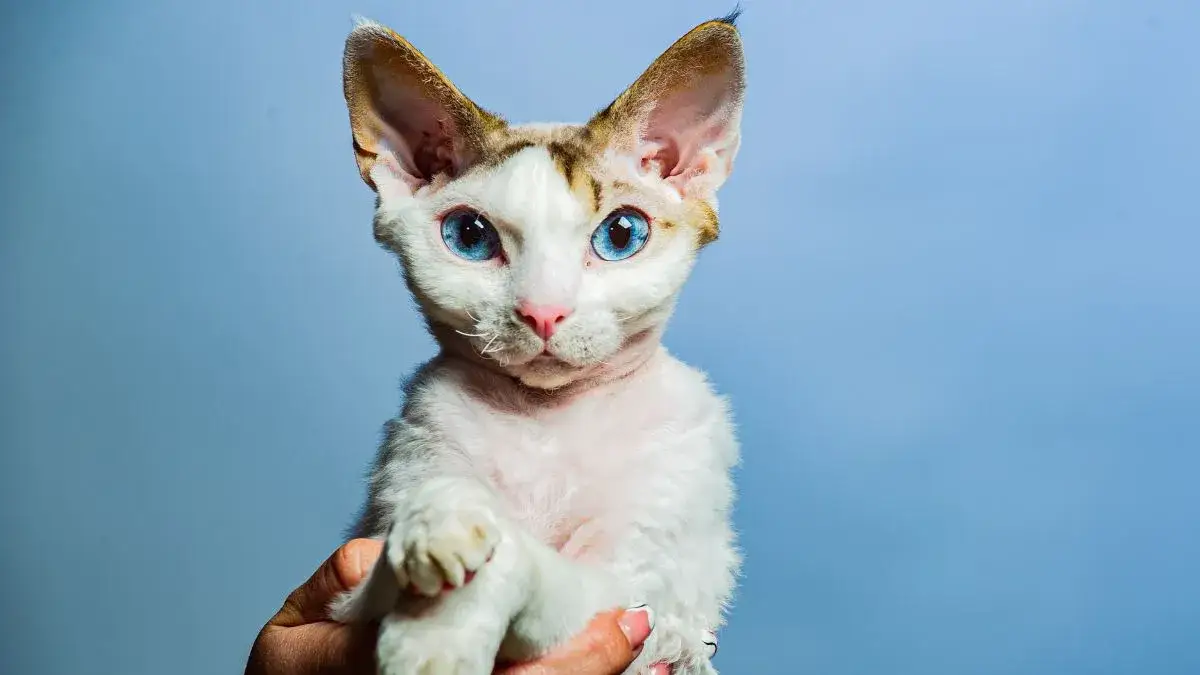 Zdjęcie Szylkretowy Devon Rex: niezwykłe cechy, historia i pielęgnacja kota
