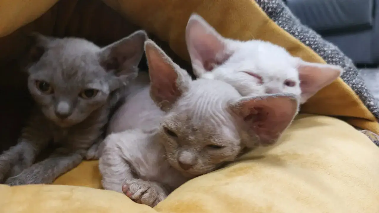 Zdjęcie Hodowla Devon Rex w Polsce - jak wybrać najlepszego hodowcę?