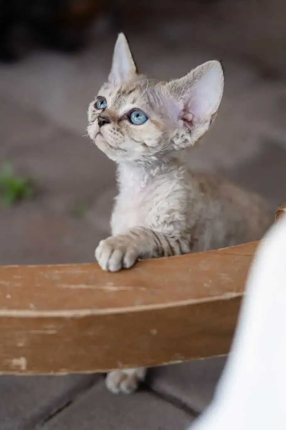 Zdjęcie Gdzie znaleźć koty Devon Rex na OLX? Ceny i oferty w Polsce