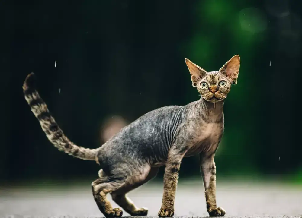 Zdjęcie Devon Rex opinie: Co musisz wiedzieć przed adopcją tego kota?