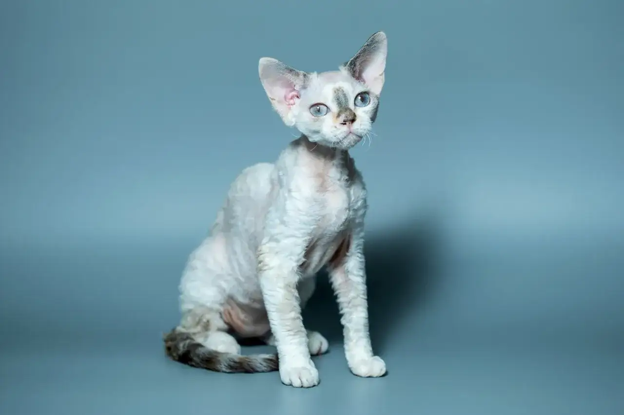 Uroczy kot rasy devon rex o falistej sierści i dużych uszach, z niebieskimi oczami, emanuje ciekawskim charakterem.