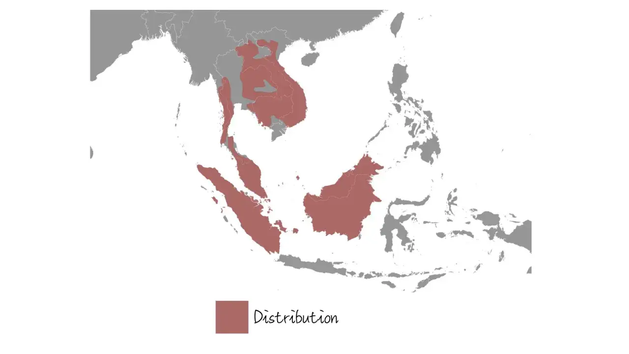 Mapa pokazuje, gdzie żyje myszojeleń: w południowo-wschodniej Azji, od Indii po Indonezję.
