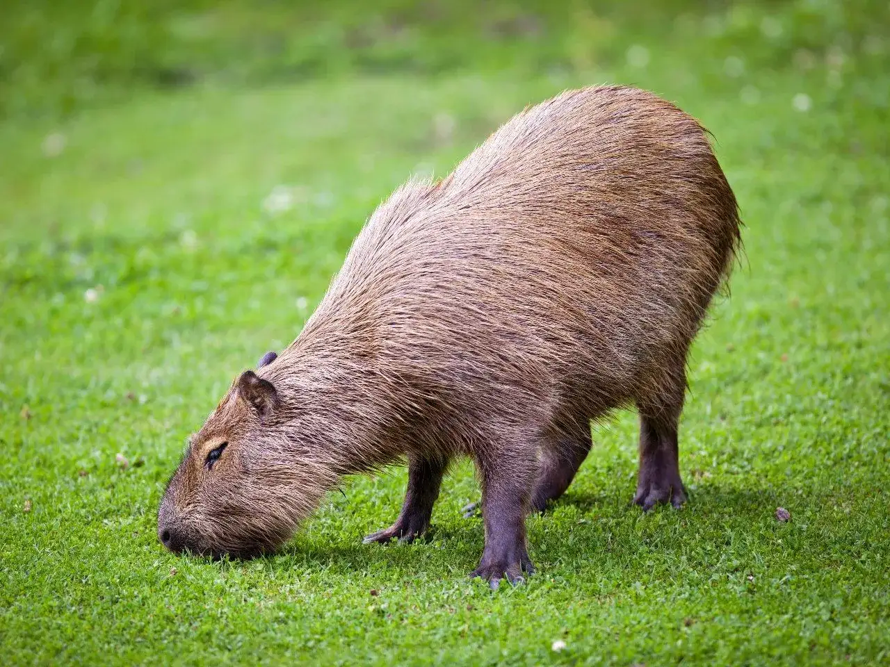 Kapibara domowa, wielki gryzoń, skubie trawę na zielonej łące.