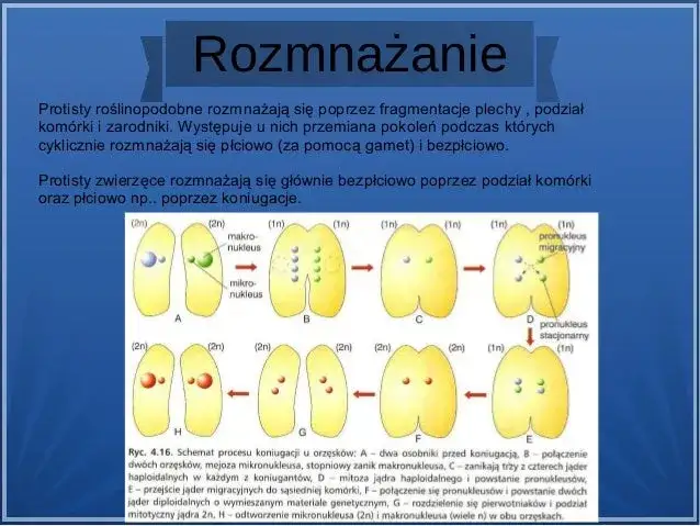 Zdjęcie Jak rozmnażają się protisty? Odkryj tajniki ich rozmnażania