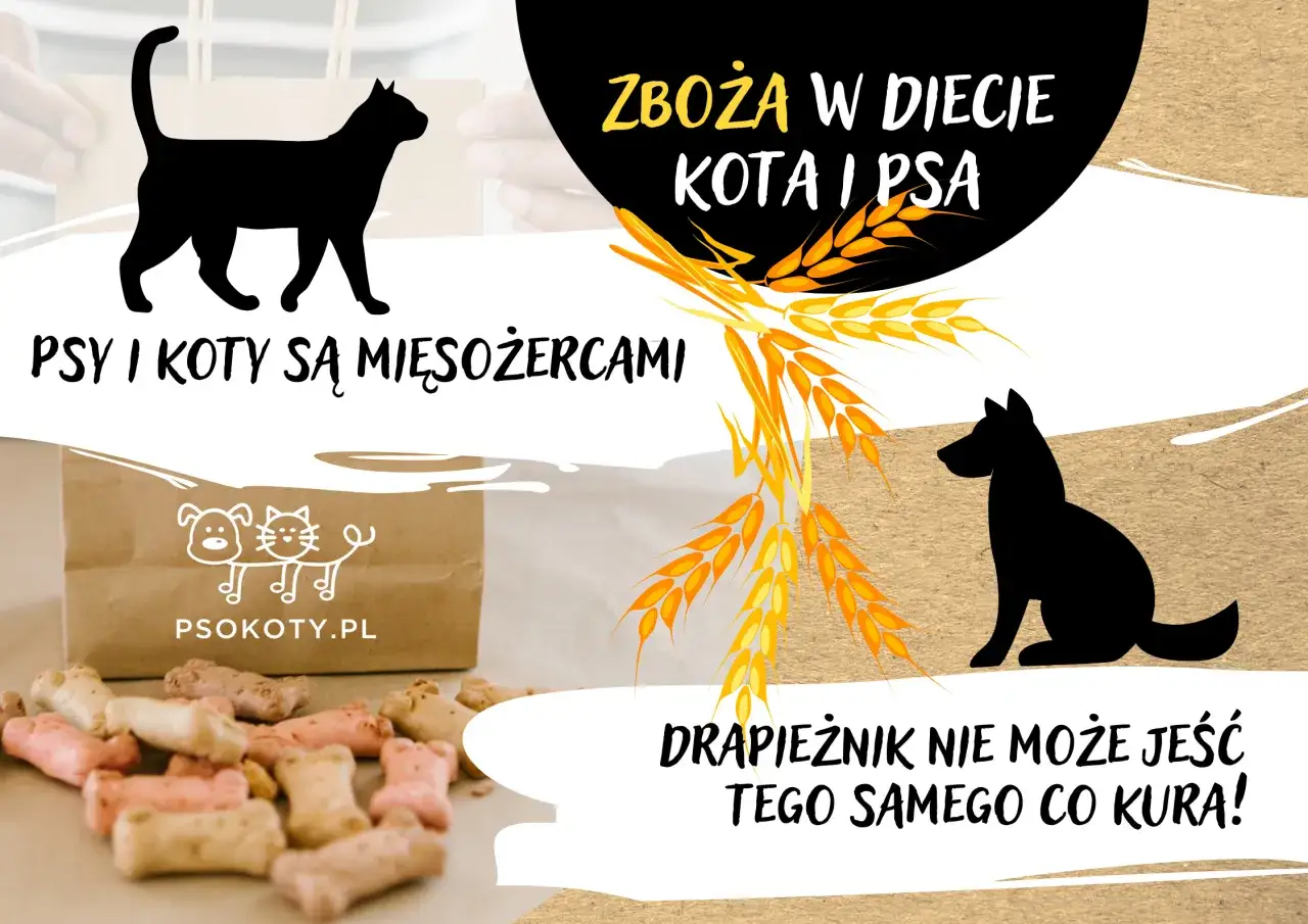 Zdjęcie Czy koty mogą jeść zboża? Odkryj ryzyka i zdrowe opcje diety