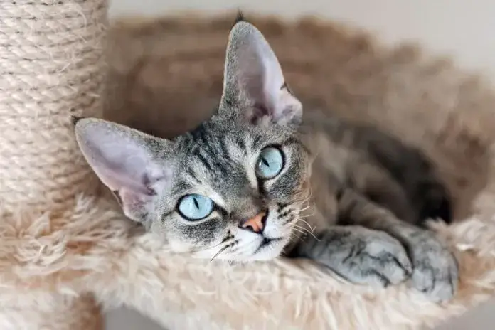 Zdjęcie Jak prawidłowo dbać o Devon Rex - kluczowe porady pielęgnacyjne