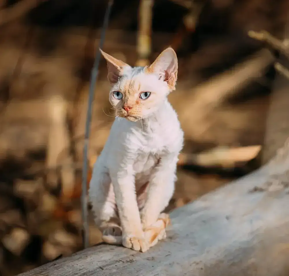 Zdjęcie Kocięta Devon Rex: Cechy, wymagania i jak je wychować