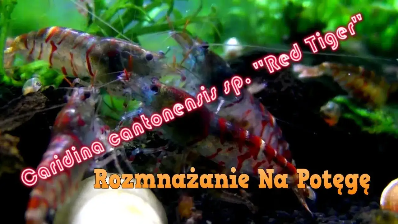 Zdjęcie Jak krewetki się rozmnażają - poznaj sekrety ich reprodukcji