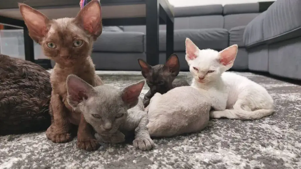 Zdjęcie Jak oddać kota rasy Devon Rex i znaleźć nowy dom dla niego