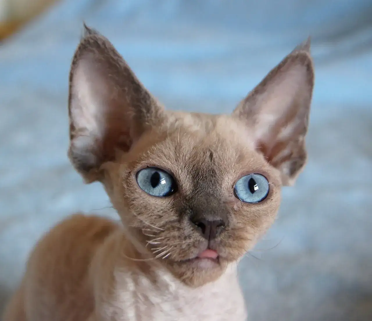 Zdjęcie Devon Rex w Warszawie - najlepsze hodowle i kocięta do adopcji