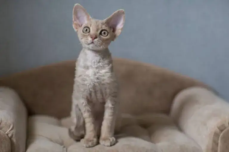 Zdjęcie Jak oddać kota rasy Devon Rex i znaleźć nowy dom dla niego