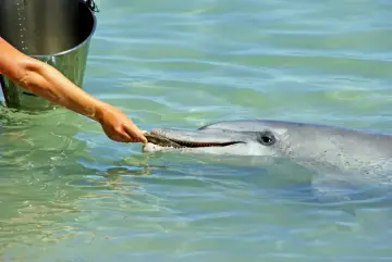 Delfin zjada rybę podawaną mu z ręki. Widać wiadro obok.