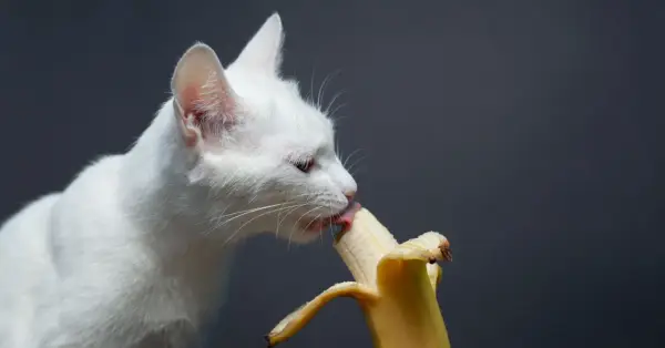 Biały kot z zaciekawieniem liże banana, sprawdzając, czy koty mogą jeść banany.