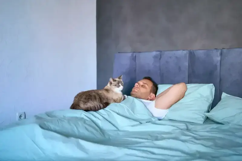 Kot śpi na człowieku, co oznacza zaufanie i poczucie bezpieczeństwa. Zwierzę czuje się komfortowo i kocha swojego opiekuna.