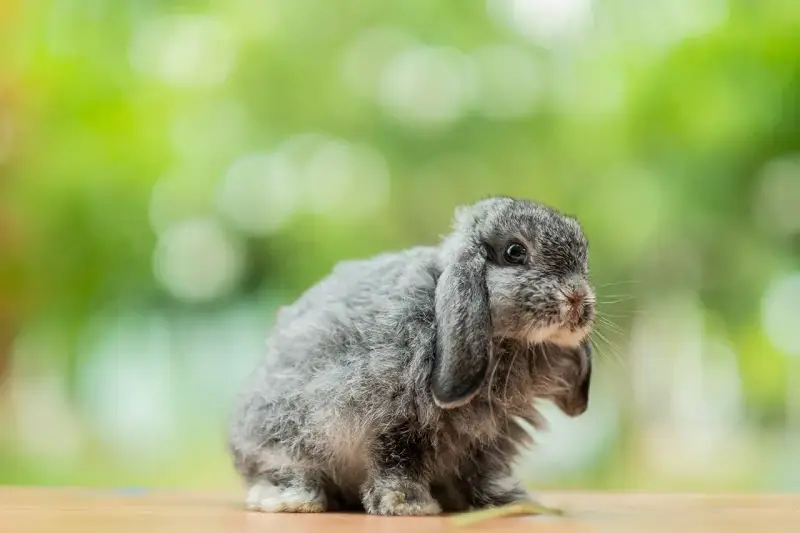 Uroczy, dorosły królik mini lop o szarym futerku siedzi na drewnianym blacie.